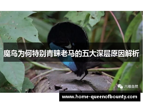 魔鸟为何特别青睐老马的五大深层原因解析